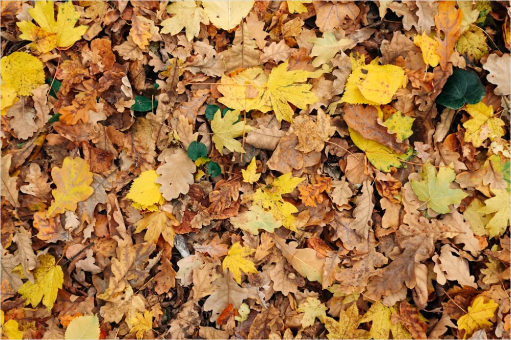 Detail Herbstwald Bunte Blätter Boden Teppich Number 20