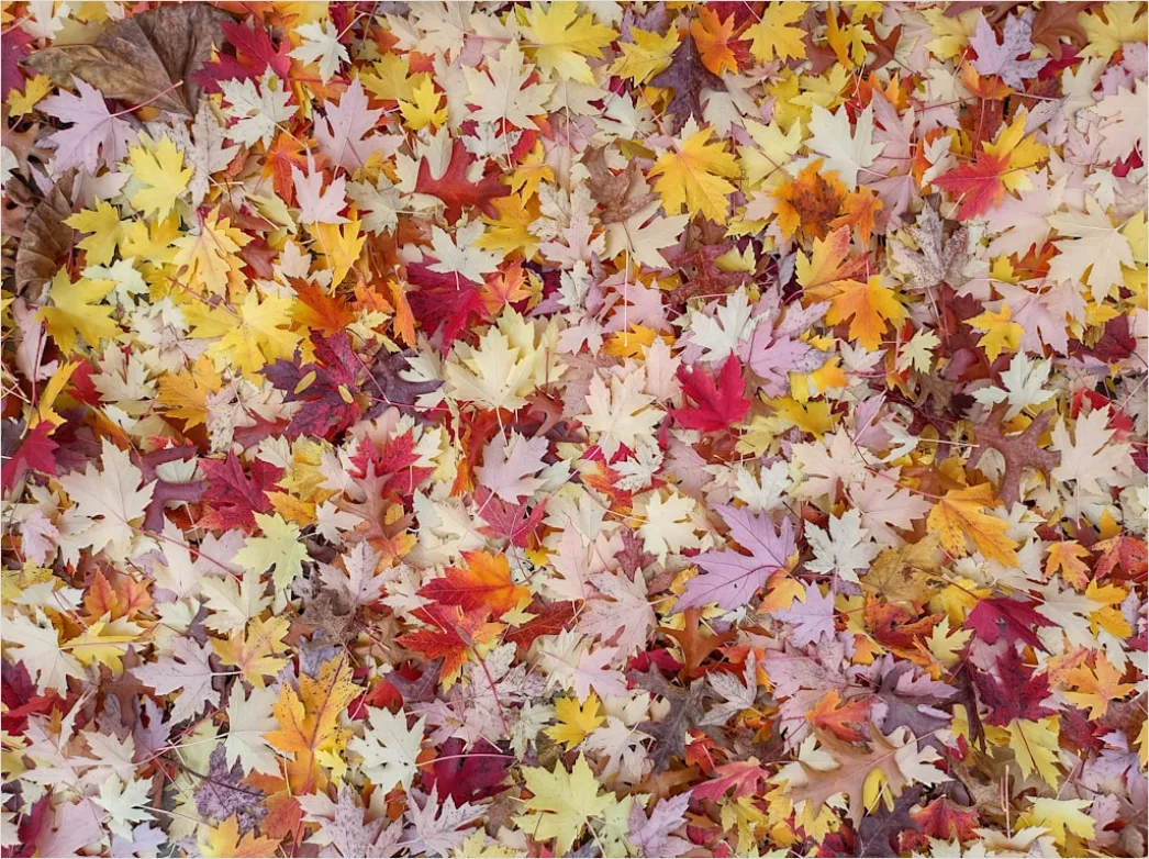 Detail Herbstwald Bunte Blätter Boden Teppich Number 3