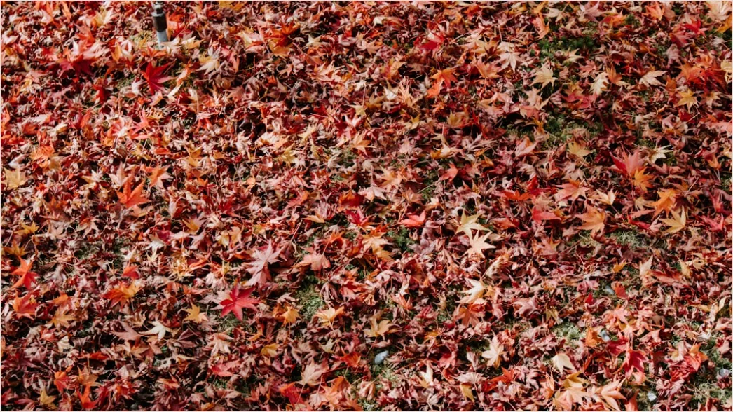 Detail Herbstwald Bunte Blätter Boden Teppich Number 4