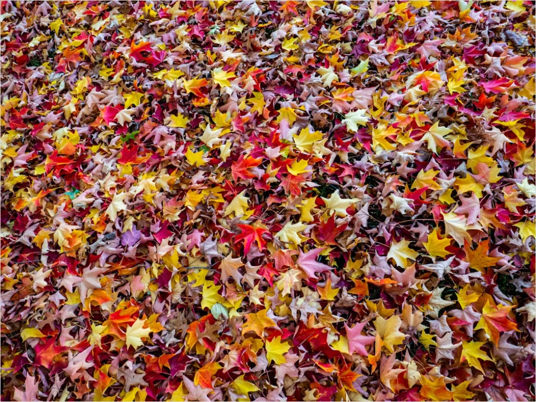 Detail Herbstwald Bunte Blätter Boden Teppich Number 5