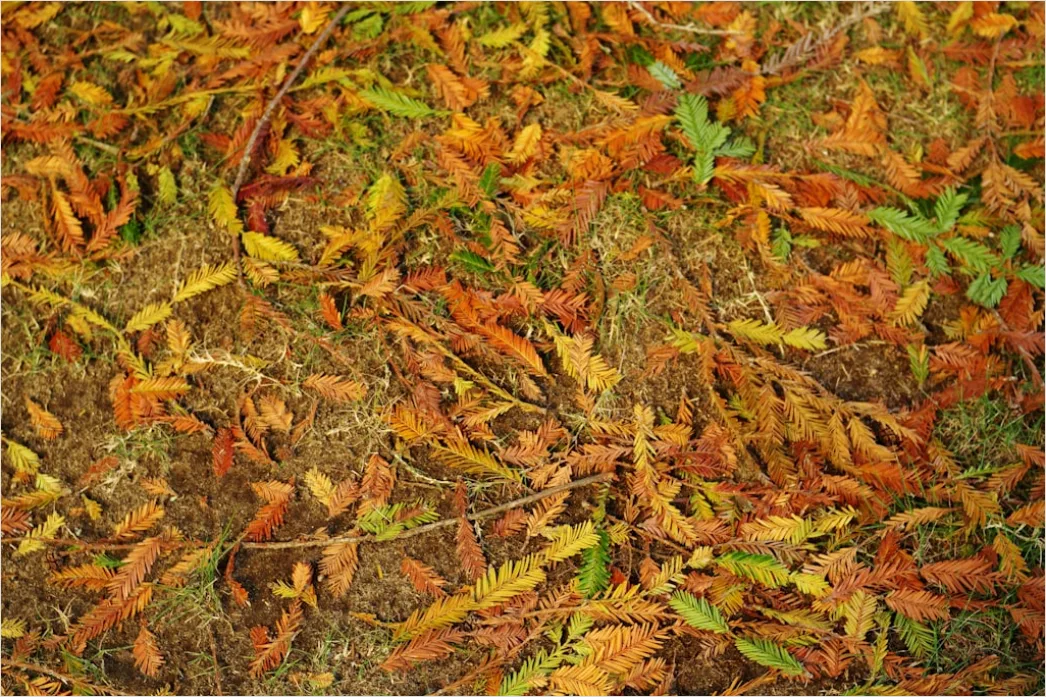 Detail Herbstwald Bunte Blätter Boden Teppich Number 6