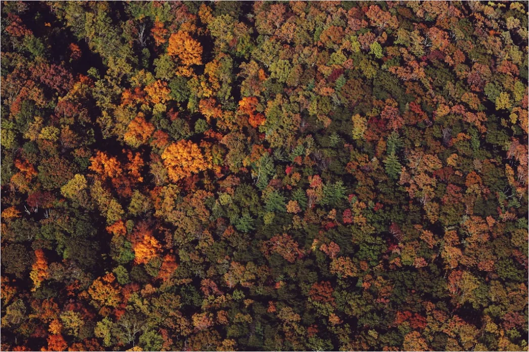 Detail Herbstwald Bunte Blätter Boden Teppich Number 7