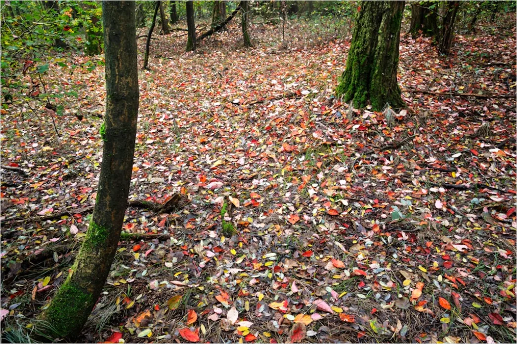 Detail Herbstwald Bunte Blätter Boden Teppich Number 8