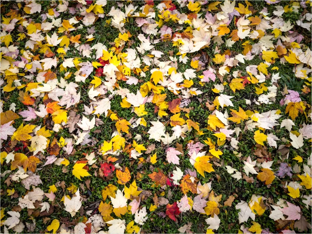 Detail Herbstwald Bunte Blätter Boden Teppich Number 9