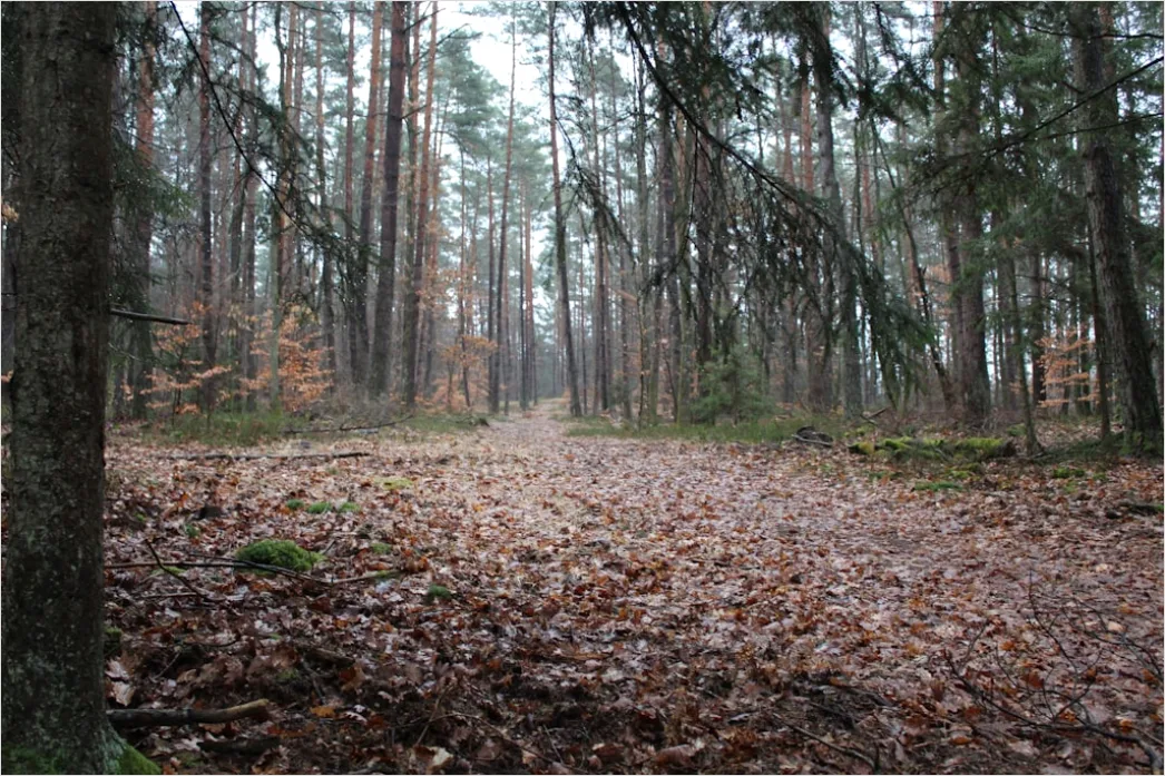 Detail Herbstwald Spazierweg Laub Boden Number 10
