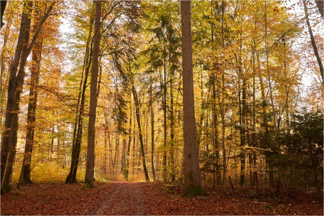 Detail Herbstwald Spazierweg Laub Boden Number 11
