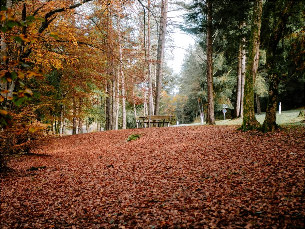 Detail Herbstwald Spazierweg Laub Boden Number 13