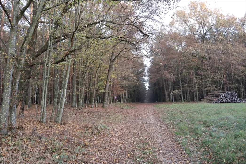 Detail Herbstwald Spazierweg Laub Boden Number 15