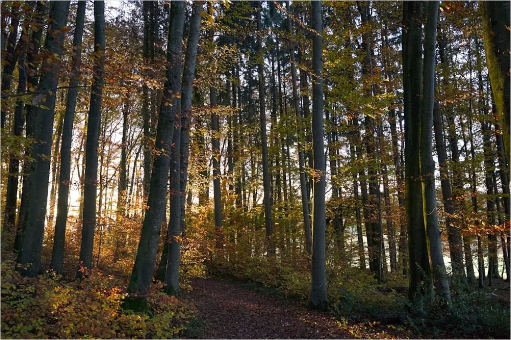 Detail Herbstwald Spazierweg Laub Boden Number 19