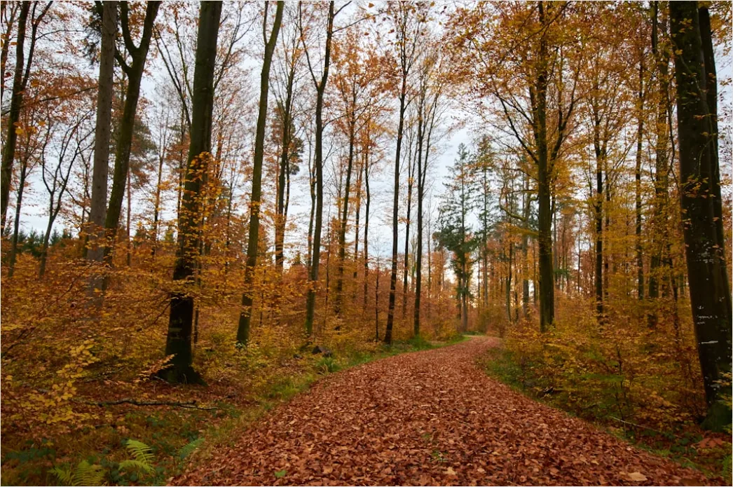 Detail Herbstwald Spazierweg Laub Boden Number 5