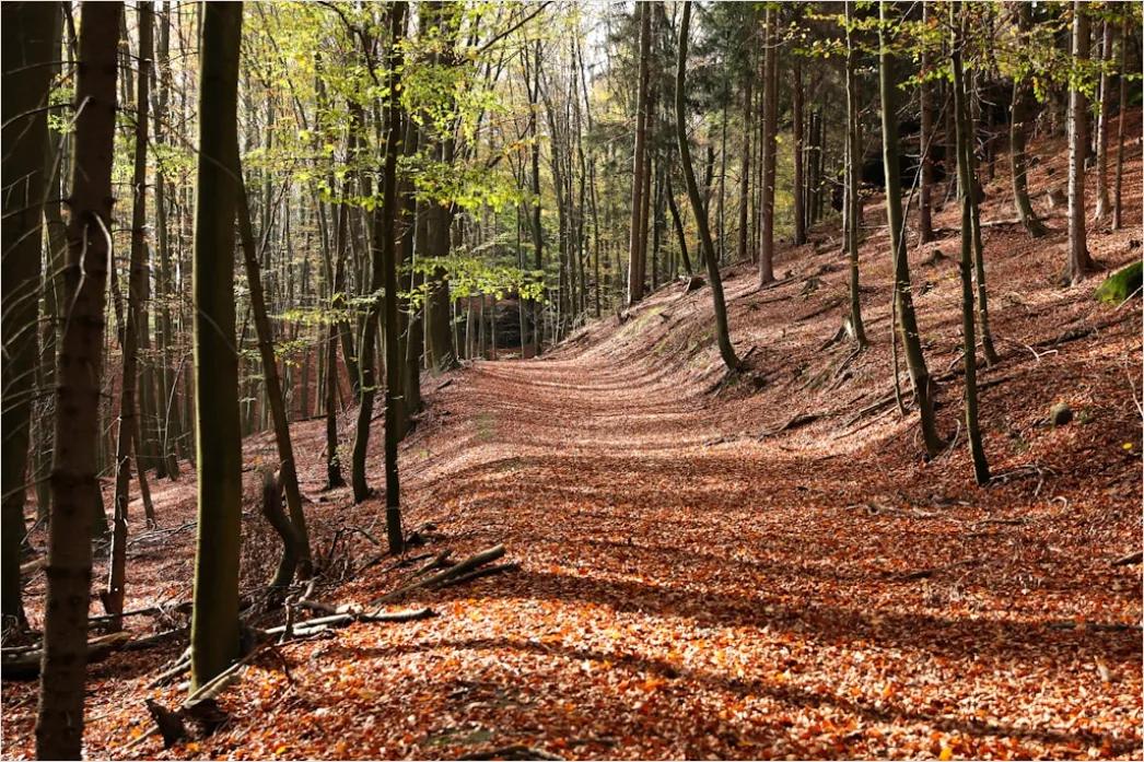 Detail Herbstwald Spazierweg Laub Boden Number 6