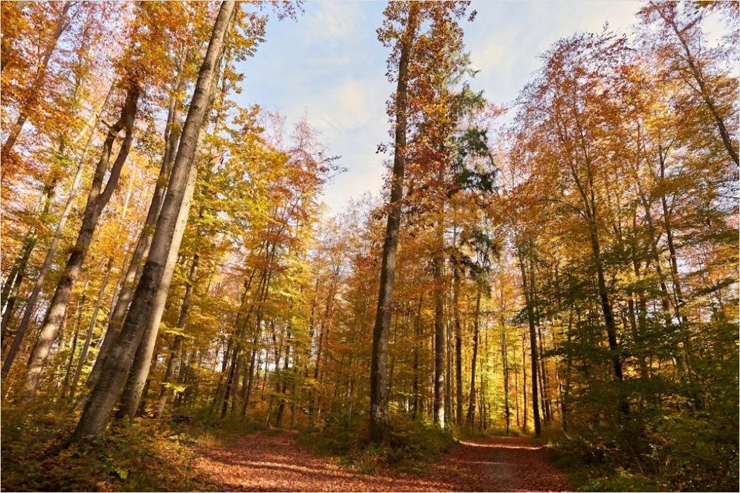Detail Herbstwald Spazierweg Laub Boden Number 7