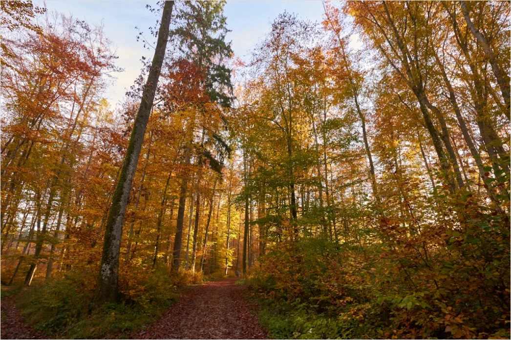 Detail Herbstwald Spazierweg Laub Boden Number 9