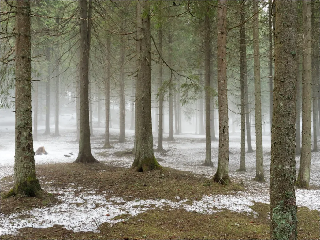 Detail Hirsch Wald Morgen Nebel Stimmungsvoll Number 11