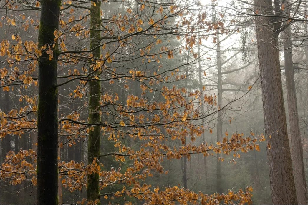 Detail Hirsch Wald Morgen Nebel Stimmungsvoll Number 12