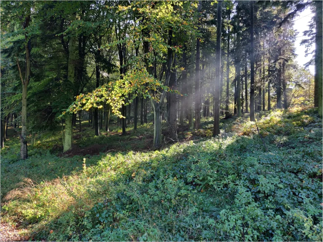 Detail Hirsch Wald Morgen Nebel Stimmungsvoll Number 13