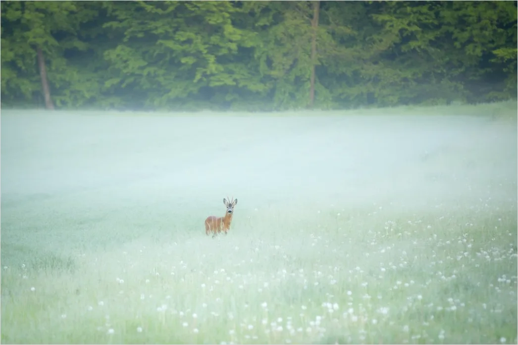 Detail Hirsch Wald Morgen Nebel Stimmungsvoll Number 14