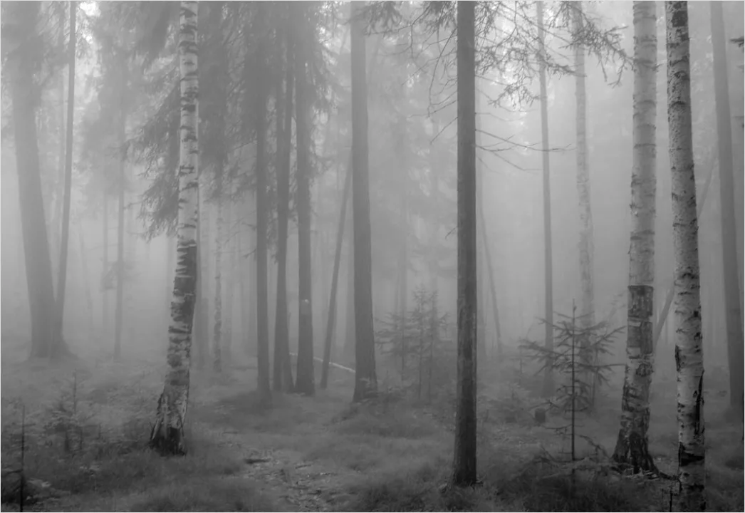 Detail Hirsch Wald Morgen Nebel Stimmungsvoll Number 15