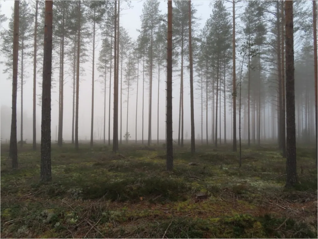 Detail Hirsch Wald Morgen Nebel Stimmungsvoll Number 17