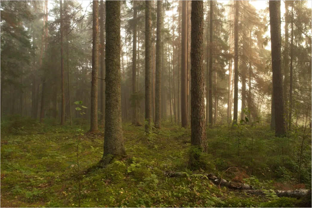 Detail Hirsch Wald Morgen Nebel Stimmungsvoll Number 18