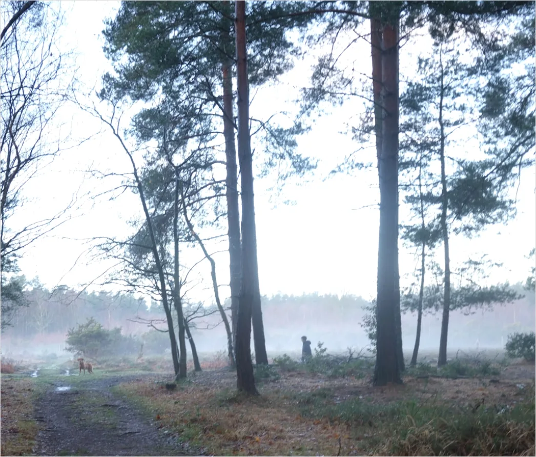 Detail Hirsch Wald Morgen Nebel Stimmungsvoll Number 19