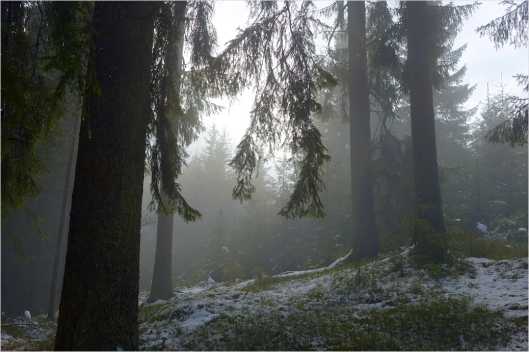 Detail Hirsch Wald Morgen Nebel Stimmungsvoll Number 20