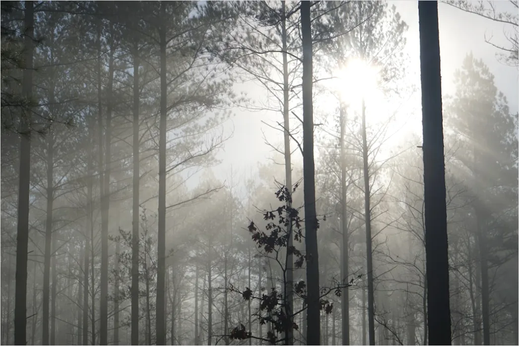 Detail Hirsch Wald Morgen Nebel Stimmungsvoll Number 3