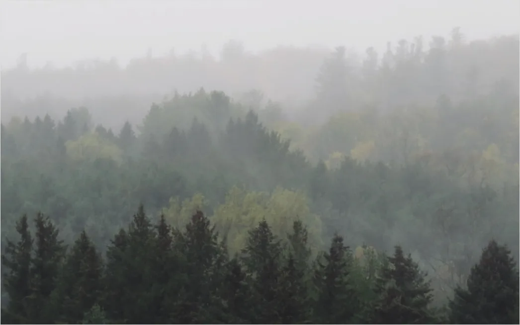 Detail Hirsch Wald Morgen Nebel Stimmungsvoll Number 4