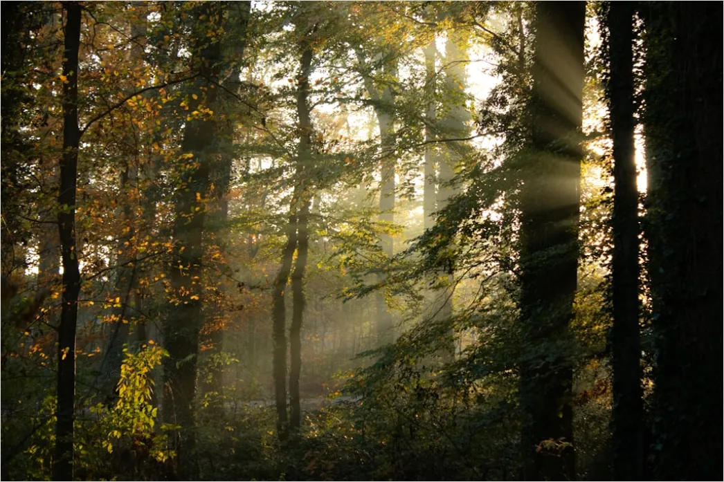 Detail Hirsch Wald Morgen Nebel Stimmungsvoll Number 5