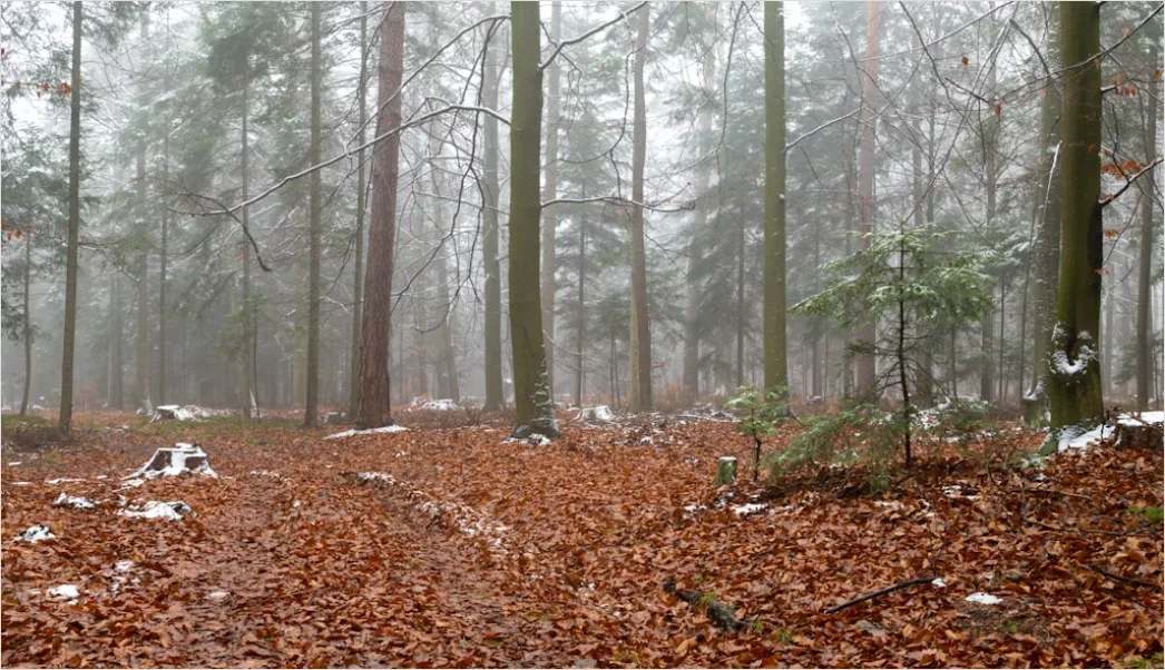 Detail Hirsch Wald Morgen Nebel Stimmungsvoll Number 6