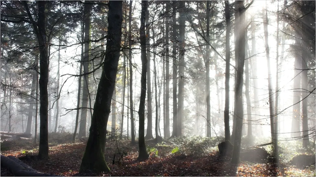 Detail Hirsch Wald Morgen Nebel Stimmungsvoll Number 7