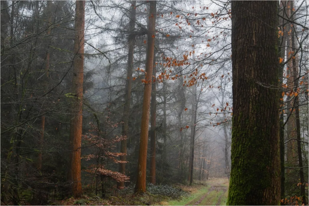 Detail Hirsch Wald Morgen Nebel Stimmungsvoll Number 8