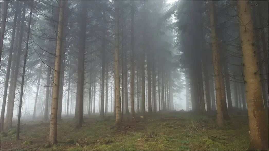 Detail Hirsch Wald Morgen Nebel Stimmungsvoll Number 9
