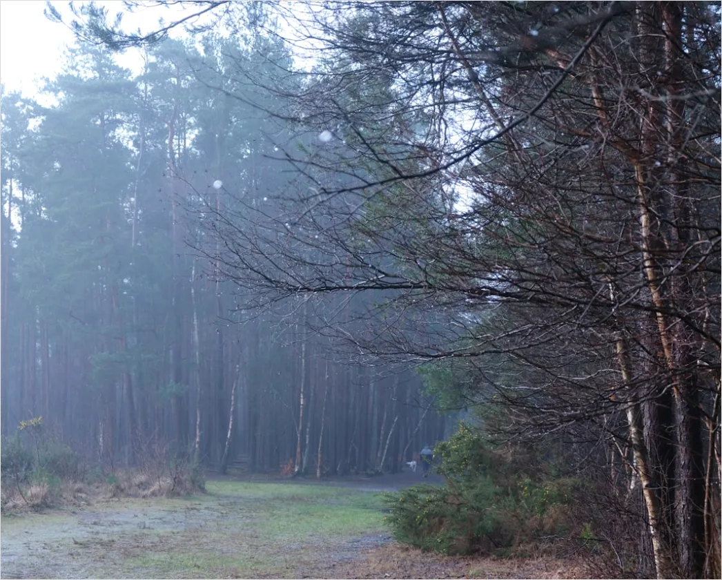 Detail Hirsch Wald Morgen Nebel Stimmungsvoll Number 10