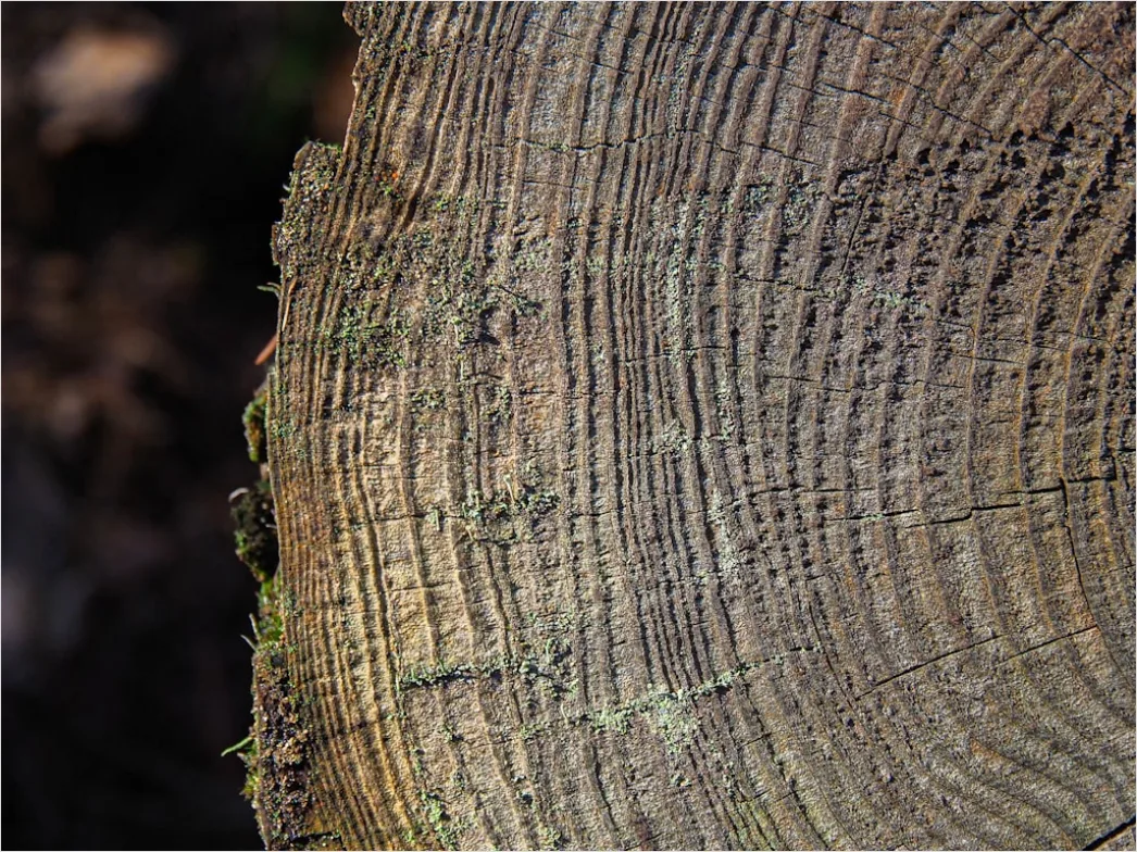 Holzmaserung Makro Nahaufnahme Textur B8dc