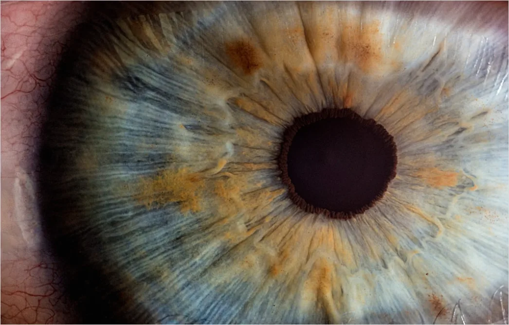 Iris Makro Foto Detail Hochaufloesend 350c