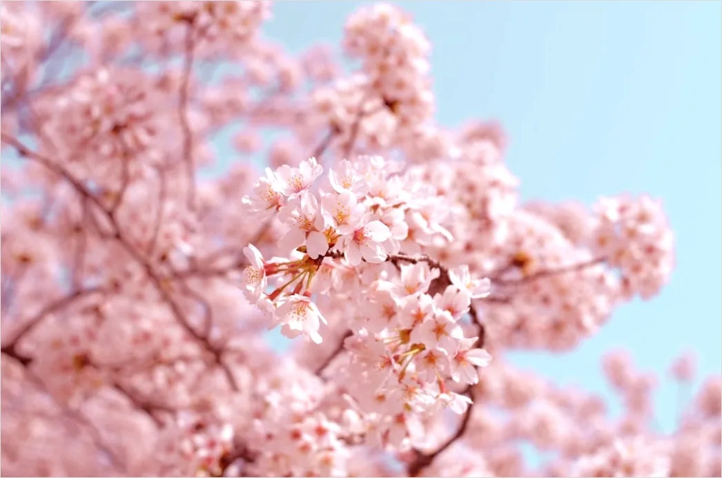 Kirschbluete Japan Feld Rosa Fruehling E9e2