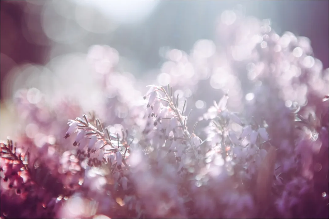 Lavendel Makro Nahaufnahme Lila Bokeh F9dd