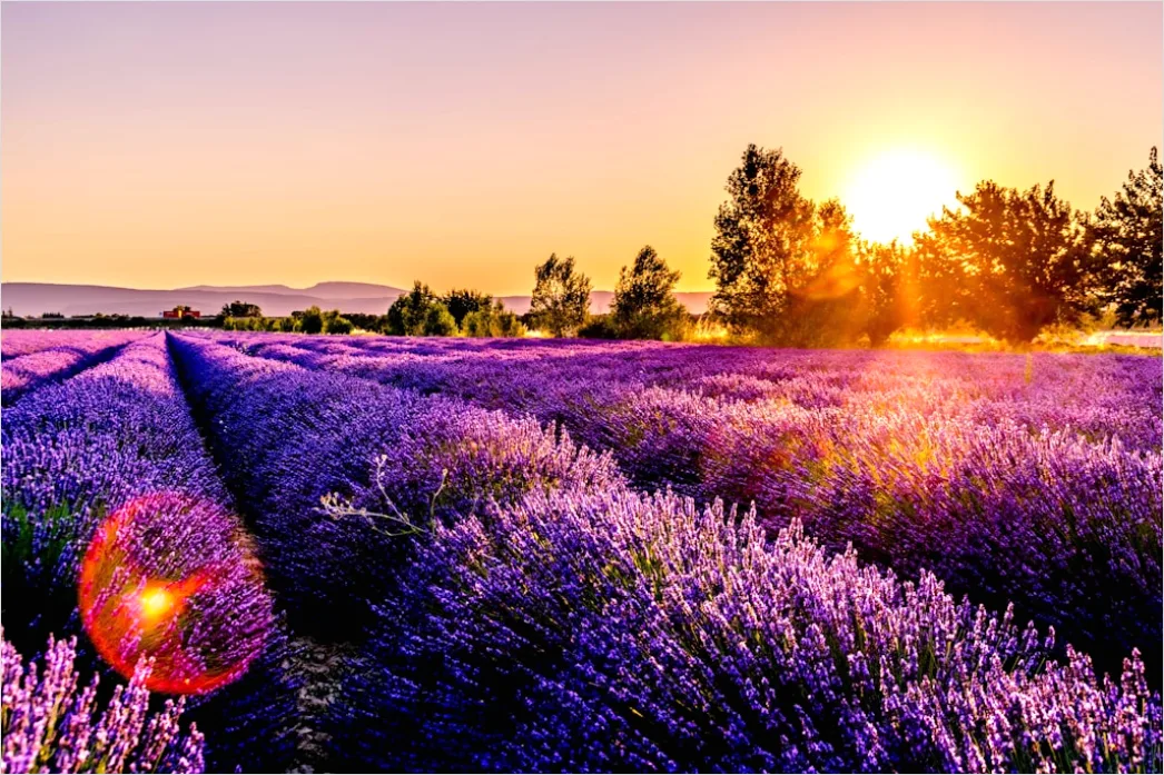 Lavendelfeld Provence Lila Sonnenuntergang 7e06