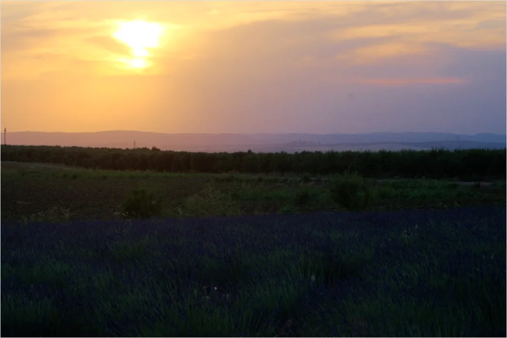 Detail Lavendelfeld Provence Lila Sonnenuntergang Number 11