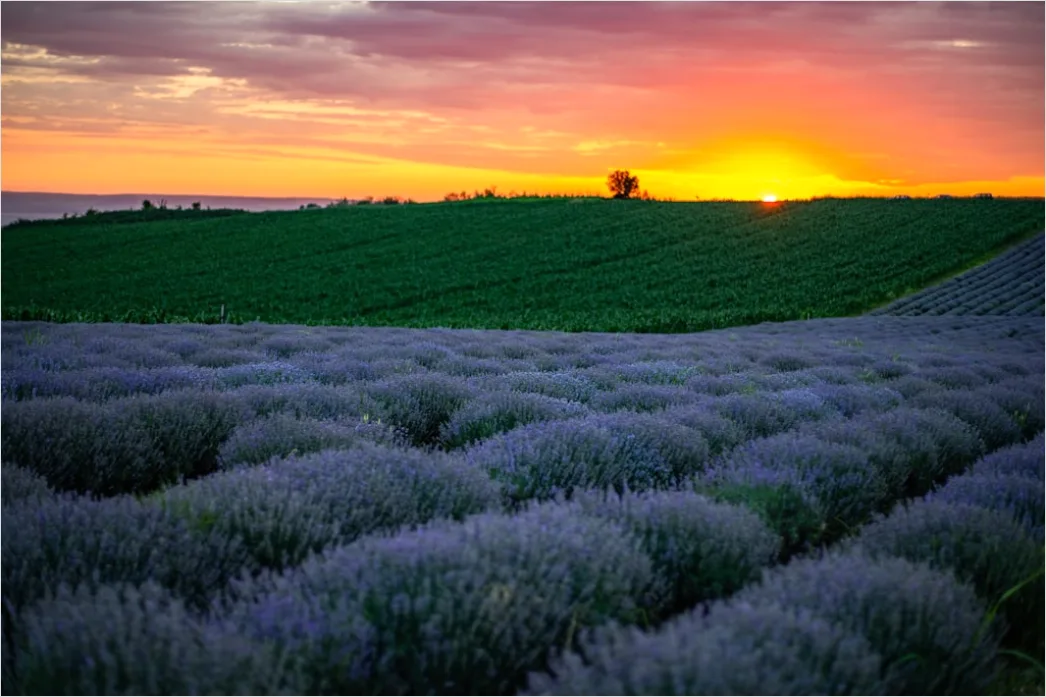 Detail Lavendelfeld Provence Lila Sonnenuntergang Number 12