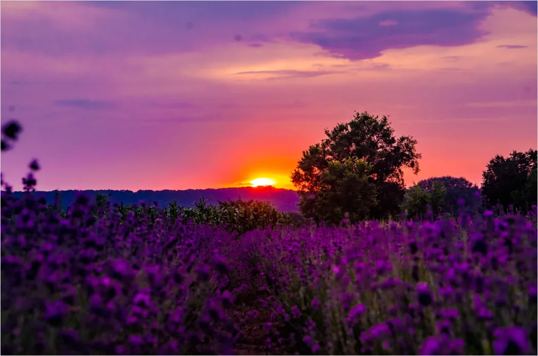 Detail Lavendelfeld Provence Lila Sonnenuntergang Number 13