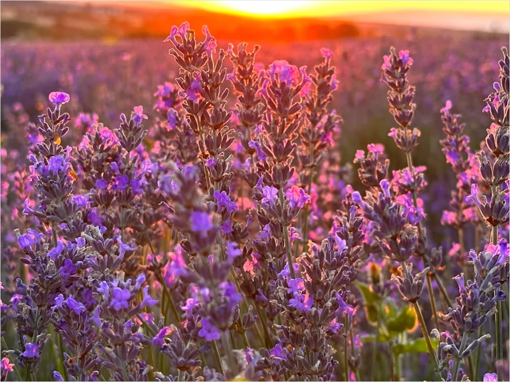 Detail Lavendelfeld Provence Lila Sonnenuntergang Number 14