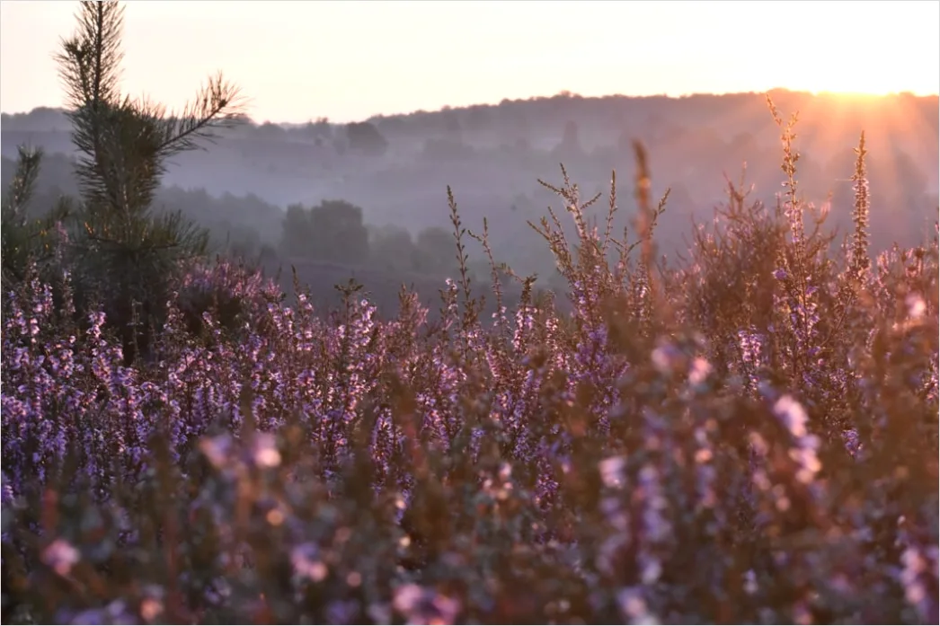 Detail Lavendelfeld Provence Lila Sonnenuntergang Number 16