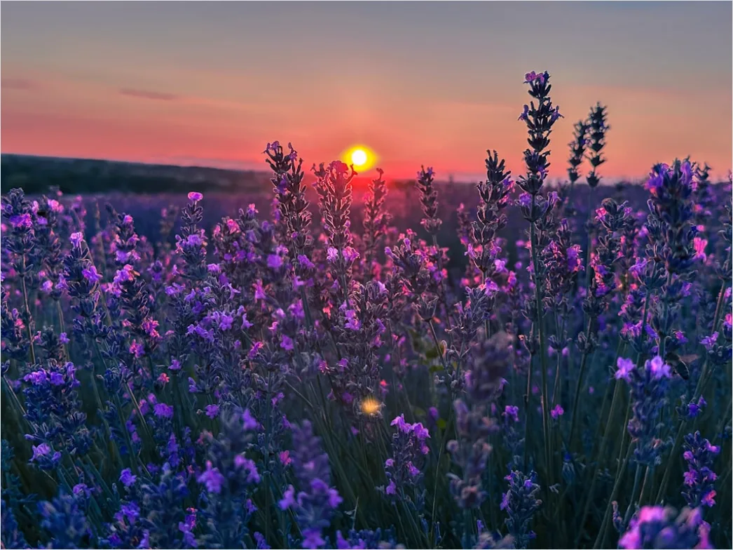 Detail Lavendelfeld Provence Lila Sonnenuntergang Number 19