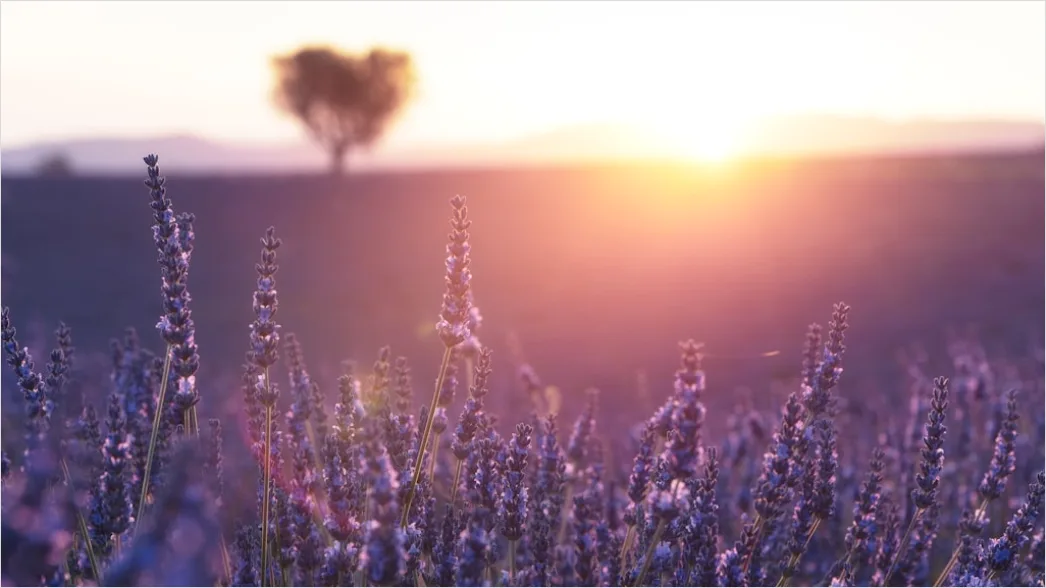 Detail Lavendelfeld Provence Lila Sonnenuntergang Number 3