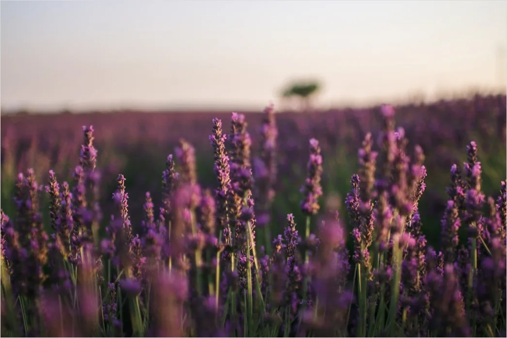 Detail Lavendelfeld Provence Lila Sonnenuntergang Number 4