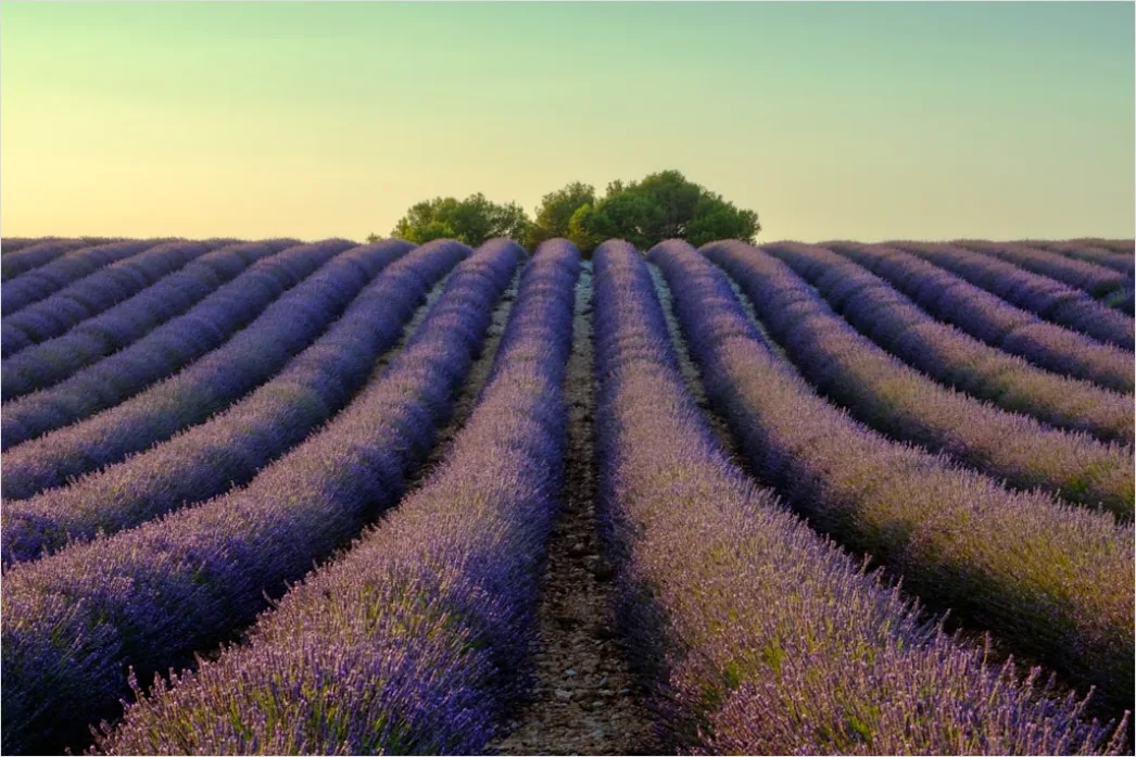 Detail Lavendelfeld Provence Lila Sonnenuntergang Number 5