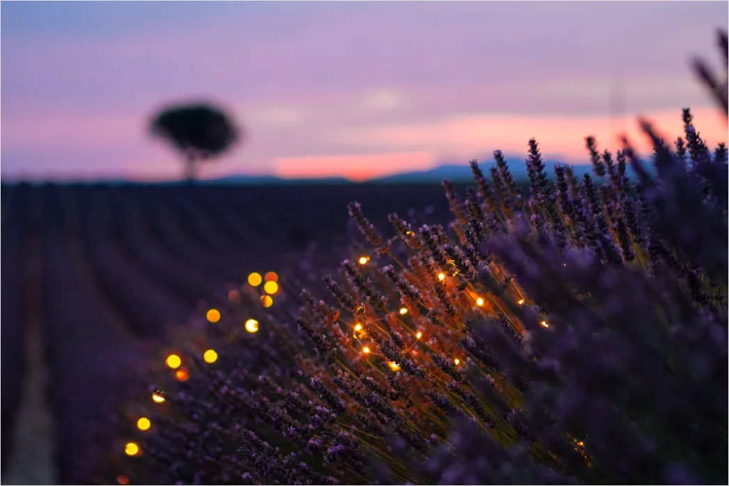 Detail Lavendelfeld Provence Lila Sonnenuntergang Number 7