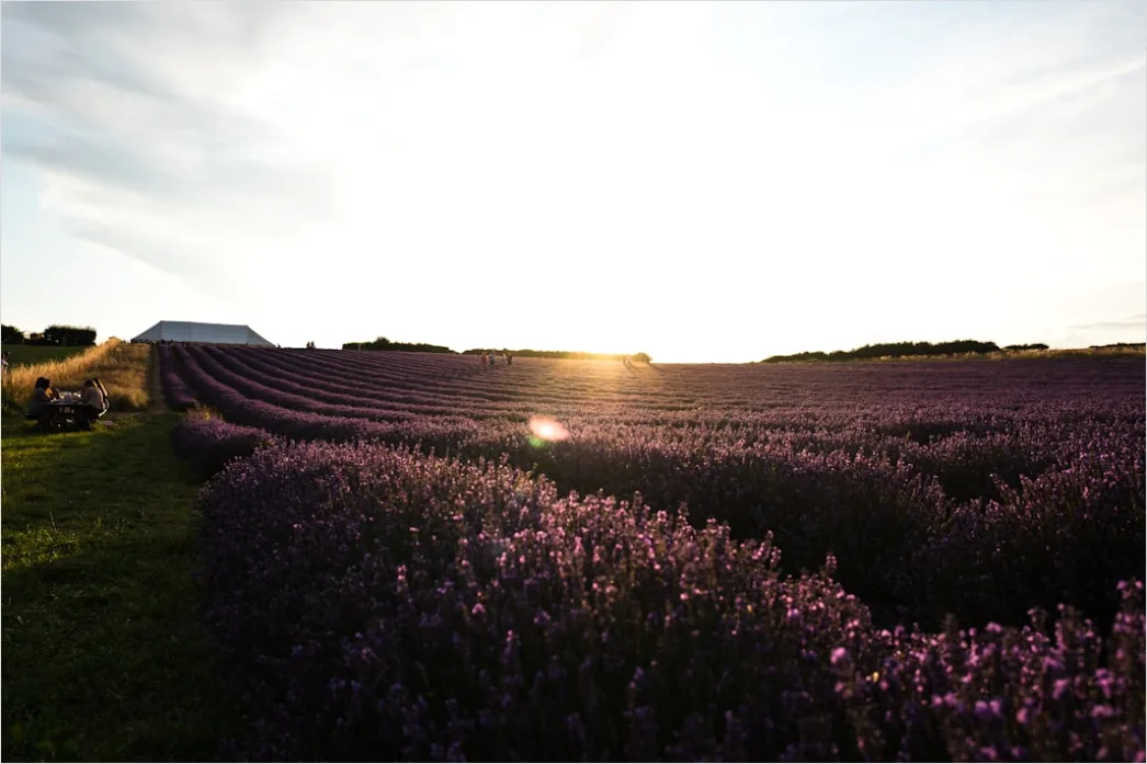 Detail Lavendelfeld Provence Lila Sonnenuntergang Number 8